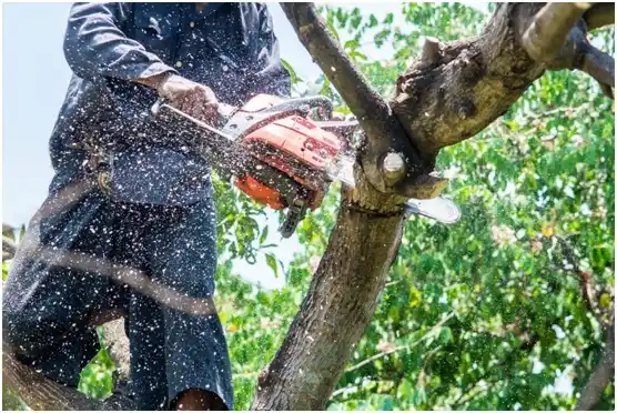 tree services César Chávez